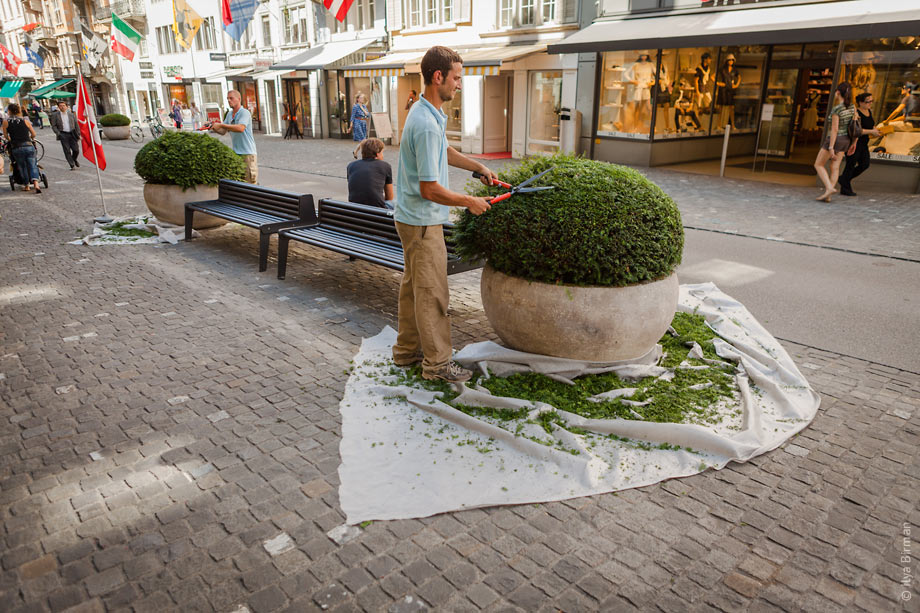 Trimming of bushes in Zurich